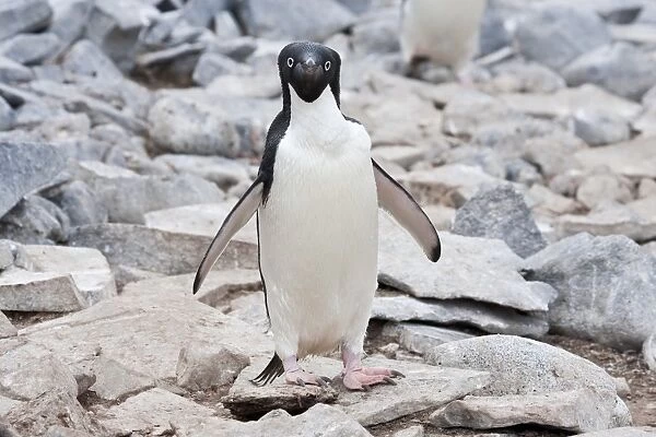 Adelie Penguin (Pygoscelis adeliae) adult, standing on stones, Paulet Island, Antarctic Peninsula, Antarctica, January