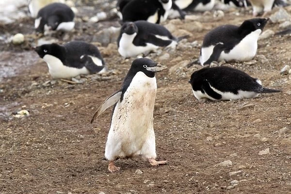 Adelie Penguin (Pygoscelis adeliae) adult, with stone for nesting material in beak, walking in nesting colony