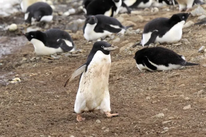 Framed Print : Adelie Penguin (Pygoscelis adeliae) adult, with stone for nesting material in beak, walking in nesting colony Framed Print : Adelie Penguin (Pygoscelis adeliae) adult, with stone for nesting material in beak, walking in nesting colony