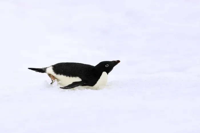 Framed Print : Adelie Penguin (Pygoscelis adeliae) adult, tobogganing on snow, Devil Island, Weddell Sea, Antarctica, November Framed Print : Adelie Penguin (Pygoscelis adeliae) adult, tobogganing on snow, Devil Island, Weddell Sea, Antarctica, November