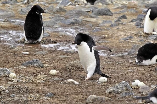 Adelie Penguin (Pygoscelis adeliae) adult, walking beside abandoned eggs in nesting colony, Devil Island, Weddell Sea