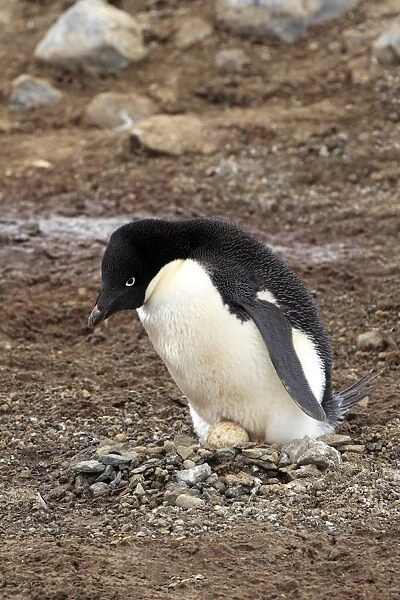 Adelie Penguin (Pygoscelis adeliae) adult, incubating egg at nest in nesting colony, Devil Island, Weddell Sea