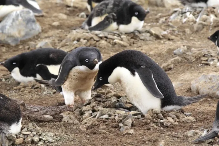 Framed Print : Adelie Penguin (Pygoscelis adeliae) adult pair, at nest in nesting colony, Devil Island, Weddell Sea, Antarctica