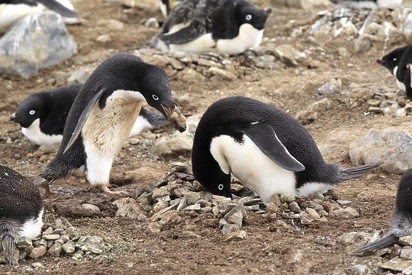 Adelie Penguin (Pygoscelis adeliae) adult pair, adding stone to nest in nesting colony, Devil Island, Weddell Sea