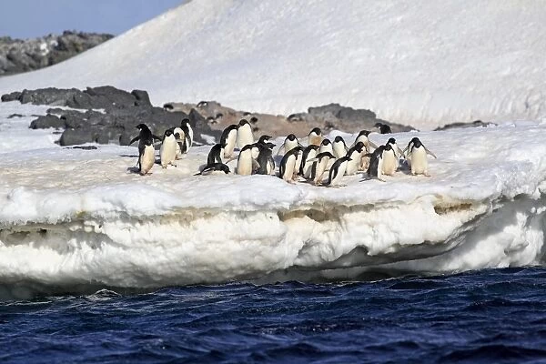 Adelie Penguin (Pygoscelis adeliae) adults, group standing on ice, Brown Bluff, Antarctic Peninsula, Antarctica