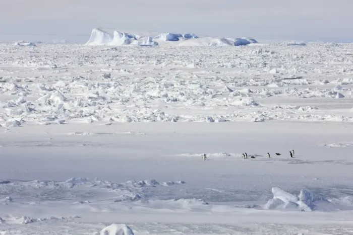 Framed Print : Adelie Penguin (Pygoscelis adeliae) adults, group on pack ice in habitat, Weddell Sea, Antarctica, December