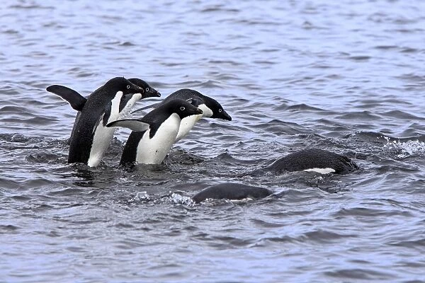 Adelie Penguin (Pygoscelis adeliae) adults, group entering water and swimming, Brown Bluff, Antarctic Peninsula
