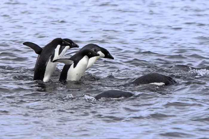 Framed Print : Adelie Penguin (Pygoscelis adeliae) adults, group entering water and swimming, Brown Bluff, Antarctic Peninsula Framed Print : Adelie Penguin (Pygoscelis adeliae) adults, group entering water and swimming, Brown Bluff, Antarctic Peninsula