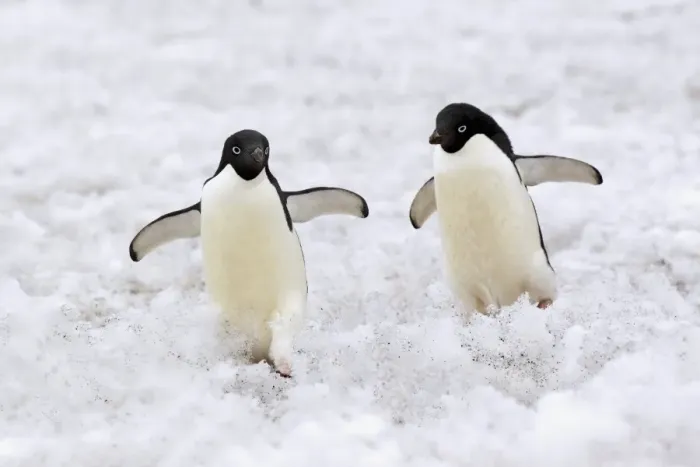 Framed Print : Adelie Penguin (Pygoscelis adeliae) two adults, walking on snow, Devil Island, Weddell Sea, Antarctica, December Framed Print : Adelie Penguin (Pygoscelis adeliae) two adults, walking on snow, Devil Island, Weddell Sea, Antarctica, December