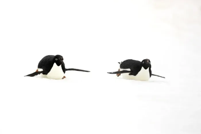 Framed Print : Adelie Penguin (Pygoscelis adeliae) two adults, tobogganing on snow, Devil Island, Weddell Sea, Antarctica, November Framed Print : Adelie Penguin (Pygoscelis adeliae) two adults, tobogganing on snow, Devil Island, Weddell Sea, Antarctica, November