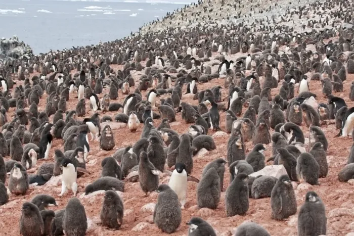 Framed Print : Adelie Penguin (Pygoscelis adeliae) adults and chicks, colony on rocks stained pink from guano containing krill Framed Print : Adelie Penguin (Pygoscelis adeliae) adults and chicks, colony on rocks stained pink from guano containing krill
