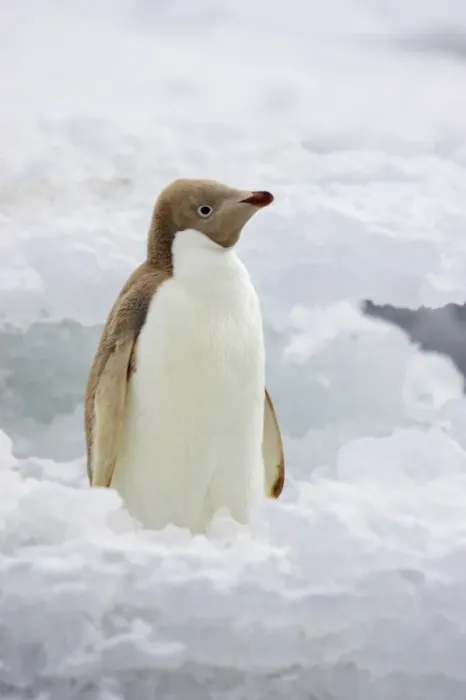 Framed Print : Adelie Penguin (Pygoscelis adeliae) leucistic, adult, standing on iceberg, Brown Bluff, Antarctic Peninsula, Antarctica Framed Print : Adelie Penguin (Pygoscelis adeliae) leucistic, adult, standing on iceberg, Brown Bluff, Antarctic Peninsula, Antarctica