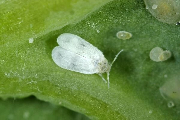 Adult cabbage whitefly, Aleyrodes proletella, with larval scales and eggs on a cabbage leaf