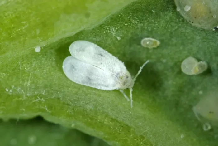 Framed Print : Adult cabbage whitefly, Aleyrodes proletella, with larval scales and eggs on a cabbage leaf Framed Print : Adult cabbage whitefly, Aleyrodes proletella, with larval scales and eggs on a cabbage leaf