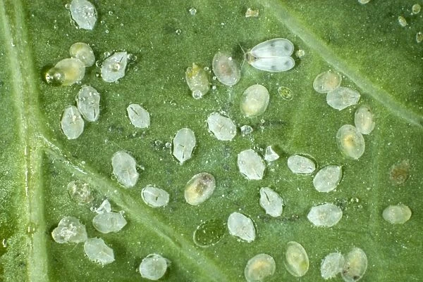 Adult cabbage whitefly, Aleyrodes proletella, with larval scales, pupae and hatched pupal cases on a cabbage leaf
