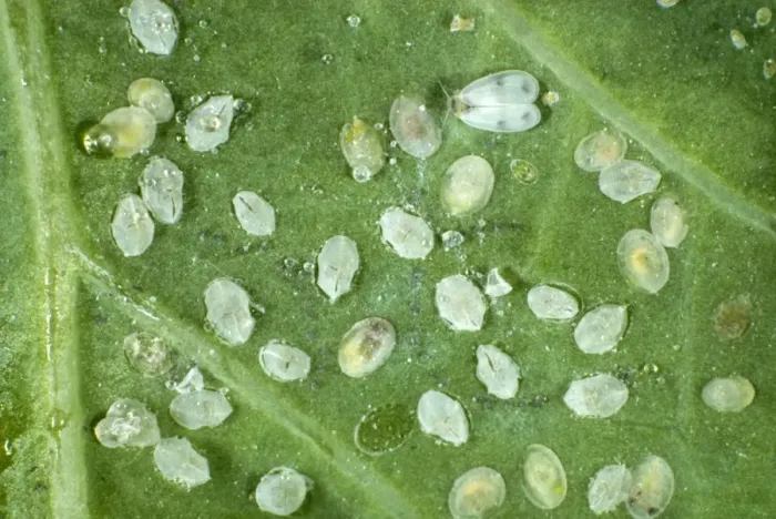 Framed Print : Adult cabbage whitefly, Aleyrodes proletella, with larval scales, pupae and hatched pupal cases on a cabbage leaf Framed Print : Adult cabbage whitefly, Aleyrodes proletella, with larval scales, pupae and hatched pupal cases on a cabbage leaf