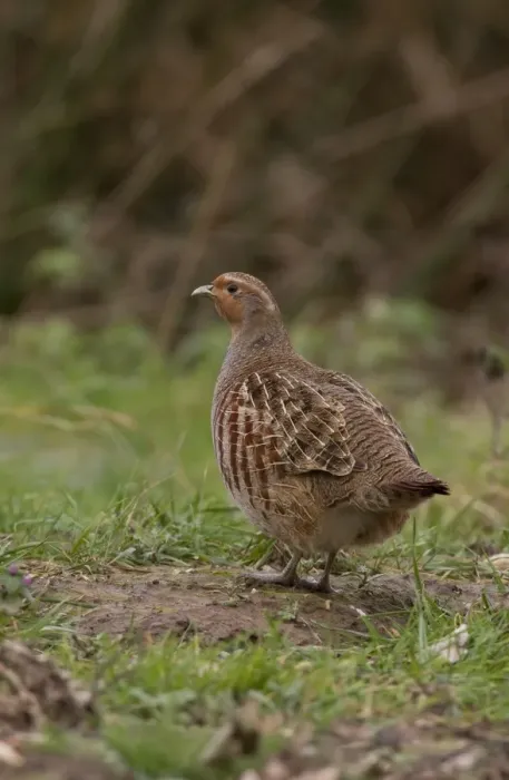 Framed Print : Adult female Grey Partridge standing on grass cover - North Norfolk Framed Print : Adult female Grey Partridge standing on grass cover - North Norfolk