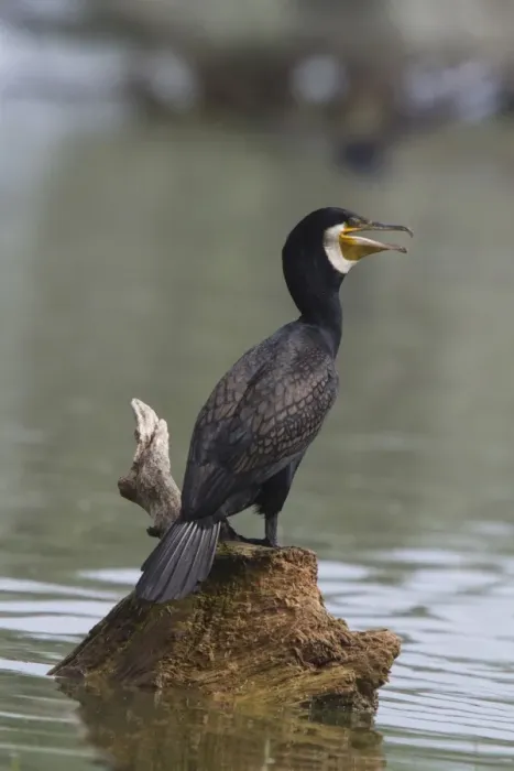 Framed Print : Adult Great Cormorant in breeding plumage Framed Print : Adult Great Cormorant in breeding plumage