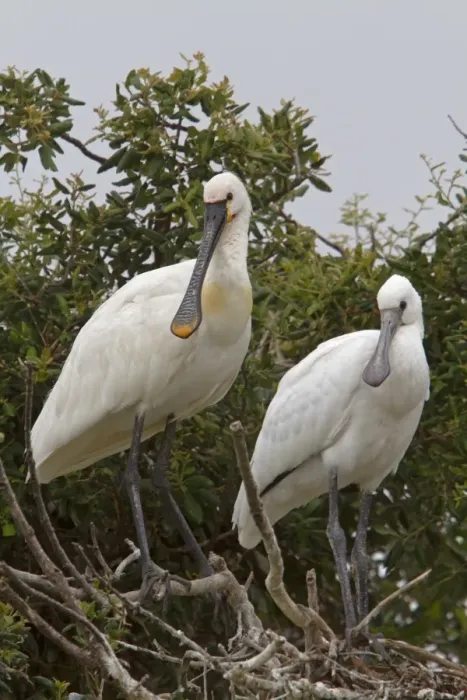 Framed Print : Adult and Immature Eurasian Spoonbill in Nesting Colony, Coto Donana, Spain Framed Print : Adult and Immature Eurasian Spoonbill in Nesting Colony, Coto Donana, Spain