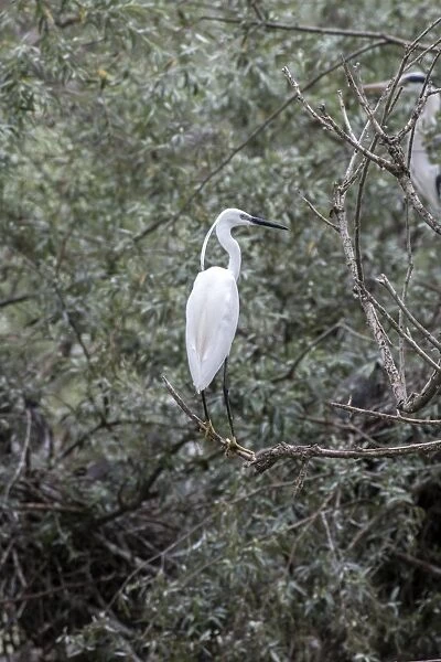 Adult Little Egret - Lake Kerkini, Northern Greece