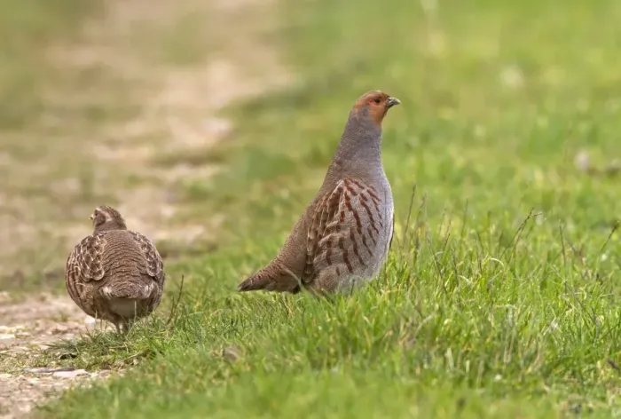 Framed Print : Adult male Grey Partridge standing tall watching overcrouching female by grass cover - North Norfolk Framed Print : Adult male Grey Partridge standing tall watching overcrouching female by grass cover - North Norfolk