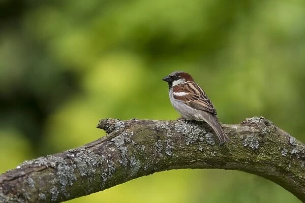 Adult male House Sparrow
