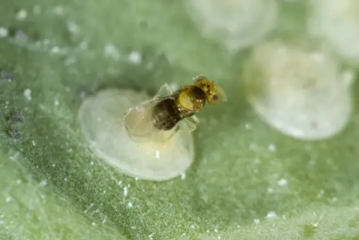 Framed Print : An adult parasitoid wasp, Encarsia tricolor, laying eggs, ovipositing in larval scales of cabbage whitefly Framed Print : An adult parasitoid wasp, Encarsia tricolor, laying eggs, ovipositing in larval scales of cabbage whitefly