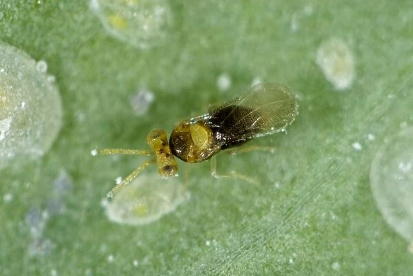 An adult parasitoid wasp, Encarsia tricolor, with larval scales of cabbage whitefly, Aleyrodes proletella
