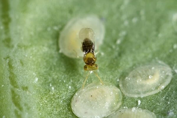 An adult parasitoid wasp, Encarsia tricolor, laying eggs, ovipositing in larval scales of cabbage whitefly