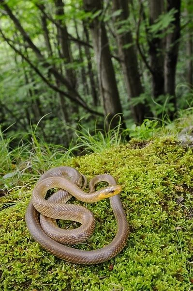 Aesculapian Snake (Zamenis longissimus) adult, coiled on moss in woodland habitat, Italy, june