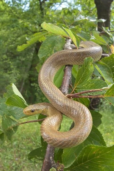 Aesculapian Snake (Zamenis longissimus) adult, on branch in tree, Italy
