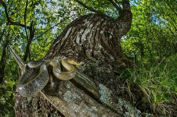 Aesculapian Snake (Zamenis longissimus) adult, coiled on stump in woodland habitat, Italy, June