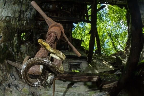 Aesculapian Snake (Zamenis longissimus) adult, coiled on rusty metal inside old watermill, Italy, June