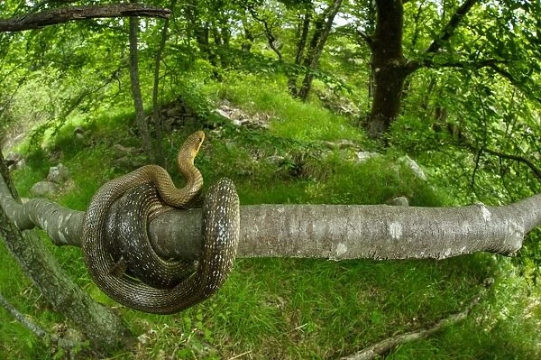 Aesculapian Snake (Zamenis longissimus) adult, coiled on branch in woodland habitat, Italy, June