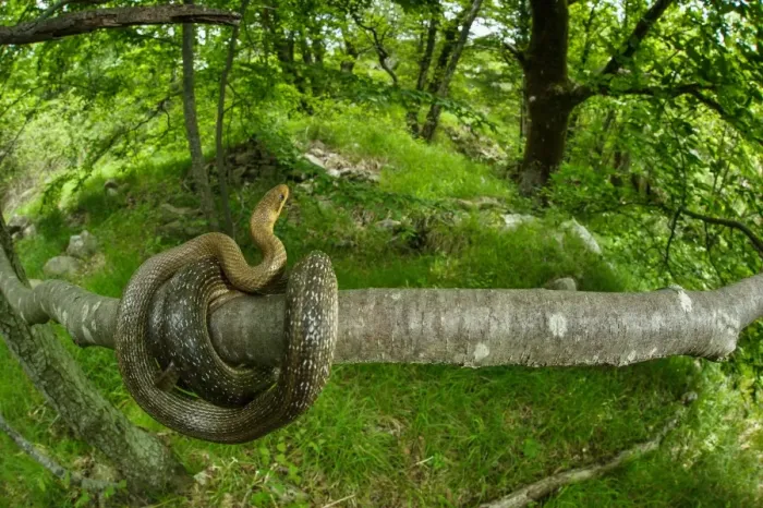 Framed Print : Aesculapian Snake (Zamenis longissimus) adult, coiled on branch in woodland habitat, Italy, June Framed Print : Aesculapian Snake (Zamenis longissimus) adult, coiled on branch in woodland habitat, Italy, June