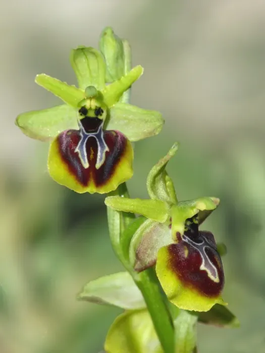 Framed Print : Aesculapi's Early Spider Orchid (Ophrys aesculapii) close-up of flowers, Peloponesos, Southern Greece, april