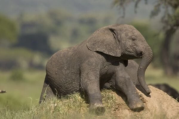 Afican Elephant, young, baby, rolling on termite hil Loxodonta africana
