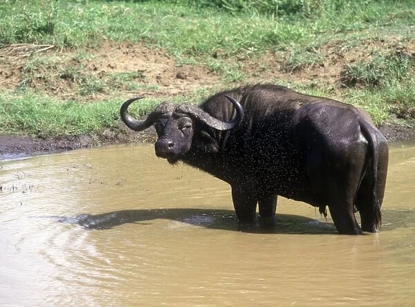 African Buffalo (Syncerus caffer) Bull at water hole /  surrounded by flies