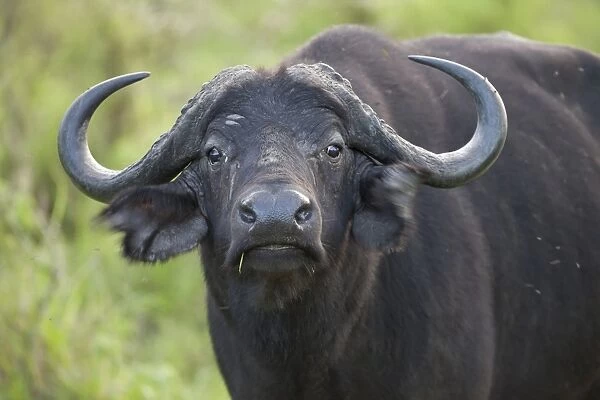 African Buffalo (Syncerus caffer) adult, close-up of head, flicking ears, Lake Mburo N. P. Uganda