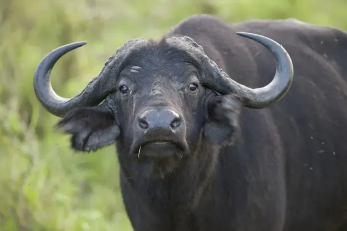 Framed Print : African Buffalo (Syncerus caffer) adult, close-up of head, flicking ears, Lake Mburo N. P. Uganda Framed Print : African Buffalo (Syncerus caffer) adult, close-up of head, flicking ears, Lake Mburo N. P. Uganda