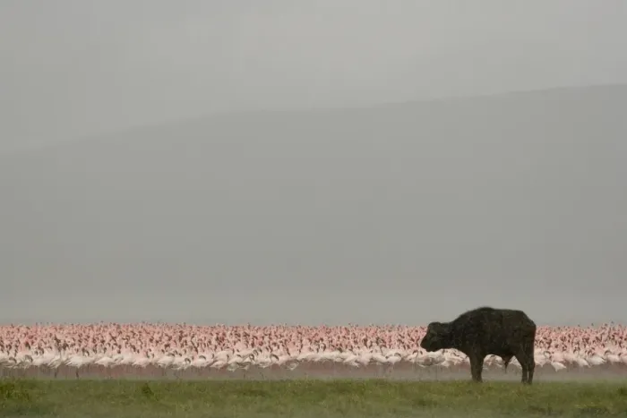 Framed Print : African Buffalo (Syncerus caffer) adult, with Lesser Flamingo (Phoenicopterus minor) flock in soda lake, during rainfall, Lake Nakuru N. P. Great Rift Valley, Kenya Framed Print : African Buffalo (Syncerus caffer) adult, with Lesser Flamingo (Phoenicopterus minor) flock in soda lake, during rainfall, Lake Nakuru N. P. Great Rift Valley, Kenya