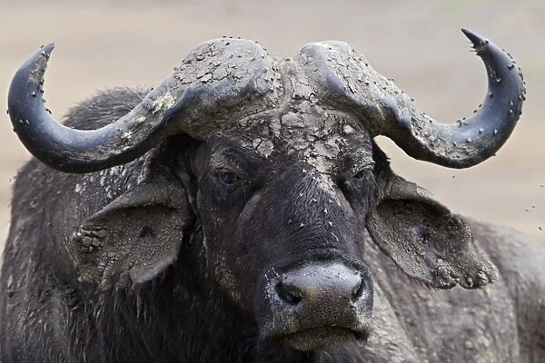 African Buffalo (Syncerus caffer) adult female, close-up of head, covered with mud and flies, Masai Mara, Kenya