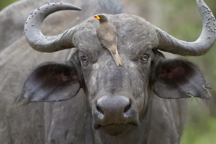 Framed Print : African Buffalo (Syncerus caffer) adult female, close-up of head, with Yellow-billed Oxpecker (Buphagus africanus) Framed Print : African Buffalo (Syncerus caffer) adult female, close-up of head, with Yellow-billed Oxpecker (Buphagus africanus)