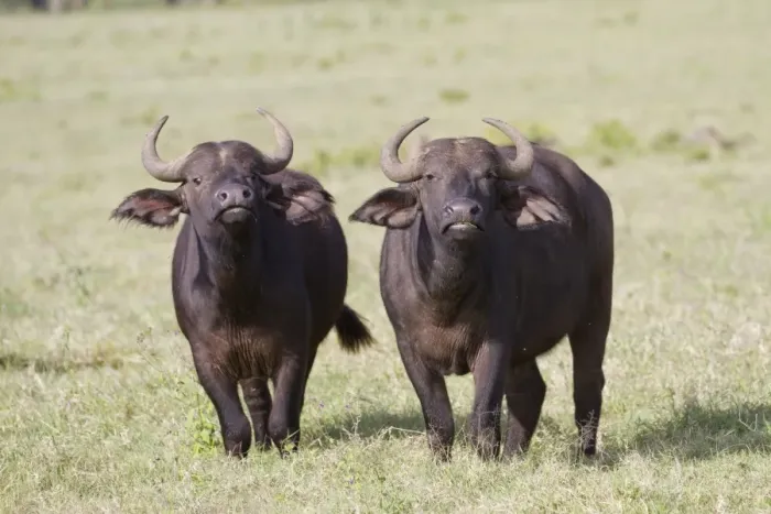 Framed Print : African Buffalo (Syncerus caffer) two adult females, standing in savannah, Lake Nakuru N. P Framed Print : African Buffalo (Syncerus caffer) two adult females, standing in savannah, Lake Nakuru N. P
