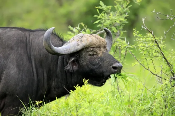 Framed Print : African Buffalo (Syncerus caffer) adult male, feeding on grass, close-up of head, Sabi Sabi Game Reserve, Kruger N. P. South Africa Framed Print : African Buffalo (Syncerus caffer) adult male, feeding on grass, close-up of head, Sabi Sabi Game Reserve, Kruger N. P. South Africa