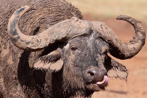 African Buffalo (Syncerus caffer) adult male, close-up of head, licking nose and covered with mud after wallowing, The Ark, Aberdare N. P. Aberdare Mountain Range, Kenya