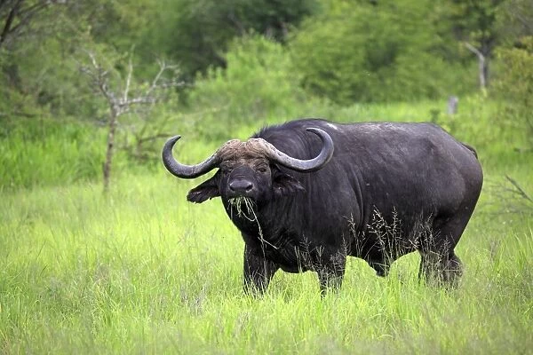 African Buffalo (Syncerus caffer) adult male, feeding on grass, Sabi Sabi Game Reserve, Kruger N. P. South Africa