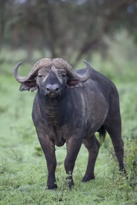 Framed Print : African Buffalo (Syncerus caffer) adult male, standing, Serengeti N. P. Tanzania, november