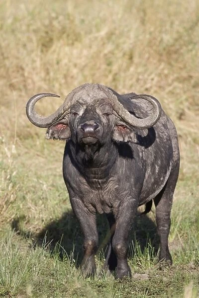 African Buffalo (Syncerus caffer) adult male, standing in savannah, Masai Mara, Kenya, August