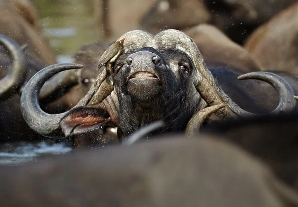 African Buffalo (Syncerus caffer) adult male, close-up of head, with Red-billed Oxpecker (Buphagus erythrorhynchus)